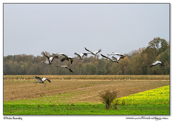 Common Crane (Kraanvogel) at the Lac du Der-Chantecoq area