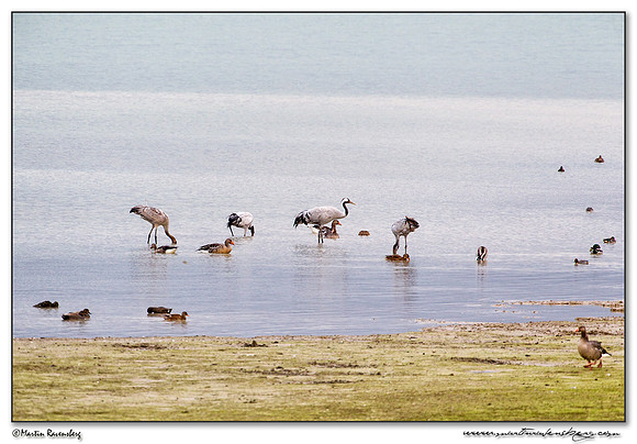 Common Crane (Kraanvogel) at the lake Lac du Der-Chantecoq