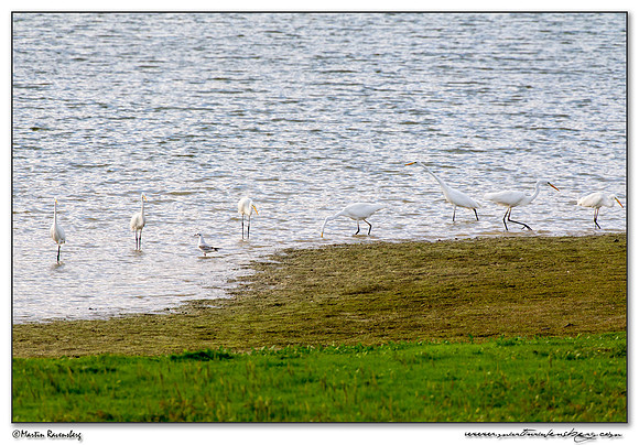 Great Egret (Grote Zilverreiger) at the lake Lac du Der-Chantecoq