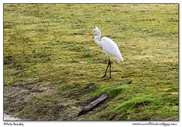 Great Egret (Grote Zilverreiger) at the lake Lac du Der-Chantecoq