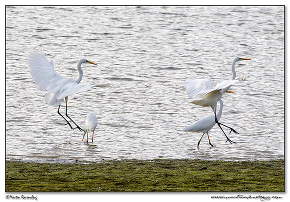 Great Egret (Grote Zilverreiger) at the lake Lac du Der-Chantecoq