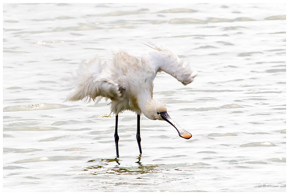 Eurasian Spoonbill or Common Spoonbill (Lepelaar) at the Utopia nature area near Oost