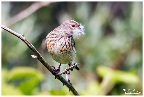 Linnet (Kneu) at the Mokbaai and De Petten nature areas at Texel