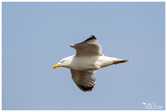 Herring Gull (Zilvermeeuw) at the Utopia nature area near Oost