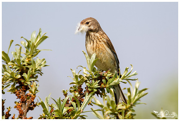 Linnet (Kneu) at the Mokbaai and De Petten nature areas at Texel
