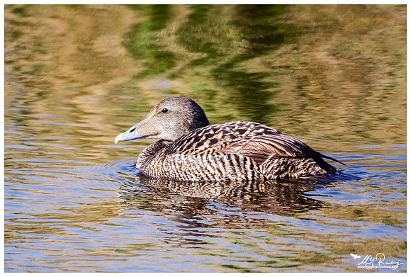 Common Eider ♀ (Eidereend) at the Utopia nature area near Oost