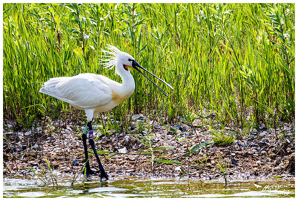 Eurasian Spoonbill or Common Spoonbill (Lepelaar) at the Utopia nature area near Oost