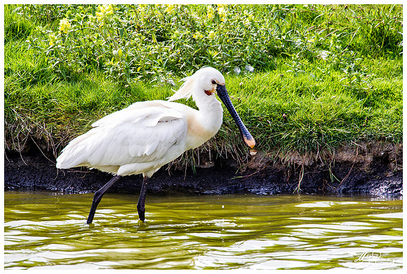 Eurasian Spoonbill or Common Spoonbill (Lepelaar) at the Utopia nature area near Oost