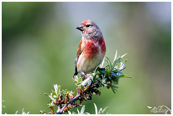 Linnet (Kneu) at the Mokbaai and De Petten nature areas at Texel