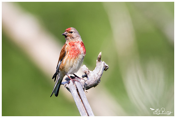 Linnet (Kneu) at the Mokbaai and De Petten nature areas at Texel