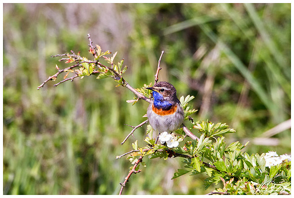 Bluethroat (Blauwborst) at the Mokbaai and De Petten nature areas at Texel