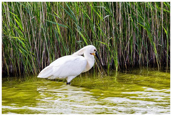 Eurasian Spoonbill or Common Spoonbill (Lepelaar) at the Utopia nature area near Oost
