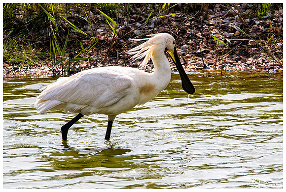 Eurasian Spoonbill or Common Spoonbill (Lepelaar) at the Utopia nature area near Oost