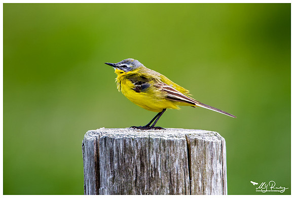 Yellow Wagtail (Gele Kwikstaart)  at the Polder Waal en Burg at Texel