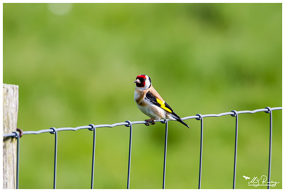 Goldfinch (Putter) at the Utopia nature area near Oost