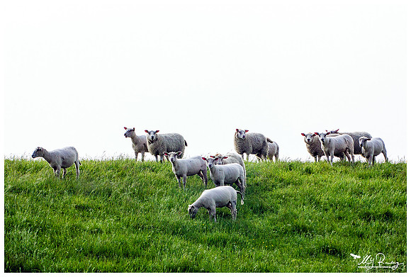 Texel Sheep at the Zandkes nature area between Oosterend and Oudeschild