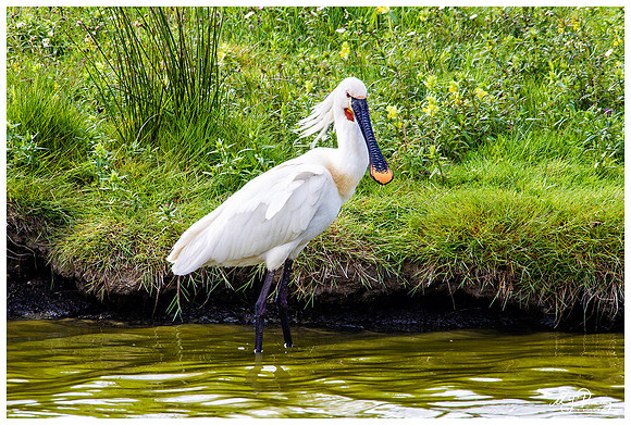 Eurasian Spoonbill or Common Spoonbill (Lepelaar) at the Utopia nature area near Oost