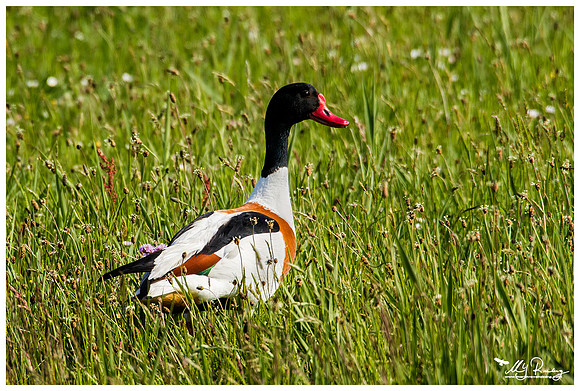 Common Shelduck (Bergeend) at the Mokbaai and De Petten nature areas at Texel