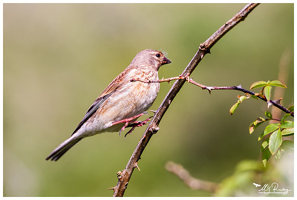 Linnet (Kneu) at the Mokbaai and De Petten nature areas at Texel
