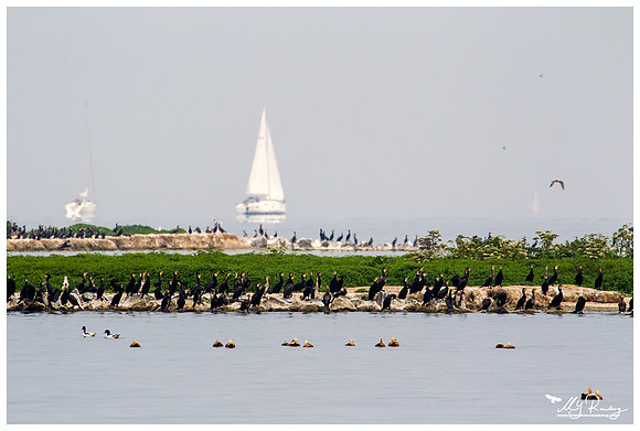 Great Cormorant (Aalscholver) & Ruddy Shelduck (Casarca) at the island De Kreupel at the lake IJsselmeer