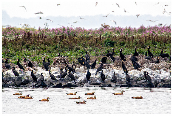 Great Cormorant (Aalscholver) & Ruddy Shelduck (Casarca) at the island De Kreupel at the lake IJsselmeer