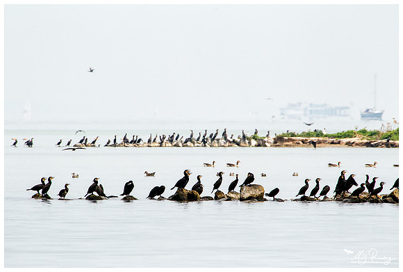 Great Cormorant (Aalscholver) at the island De Kreupel at the lake IJsselmeer