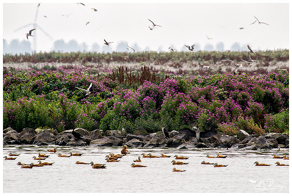 Ruddy Shelduck (Casarca) at the island De Kreupel at the lake IJsselmeer