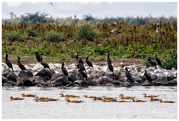Great Cormorant (Aalscholver) & Ruddy Shelduck (Casarca) at the island De Kreupel at the lake IJsselmeer