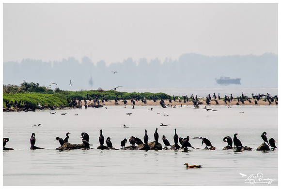 Great Cormorant (Aalscholver) at the island De Kreupel at the lake IJsselmeer