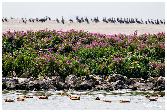 Ruddy Shelduck (Casarca) at the island De Kreupel at the lake IJsselmeer