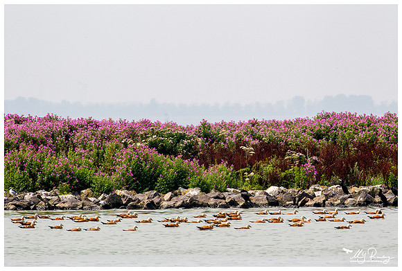 Ruddy Shelduck (Casarca) at the island De Kreupel at the lake IJsselmeer