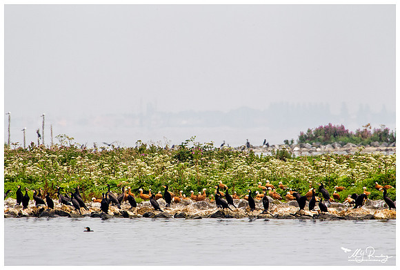 Great Cormorant (Aalscholver) & Ruddy Shelduck (Casarca) at the island De Kreupel at the lake IJsselmeer