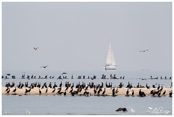 Great Cormorant (Aalscholver) at the island De Kreupel at the lake IJsselmeer