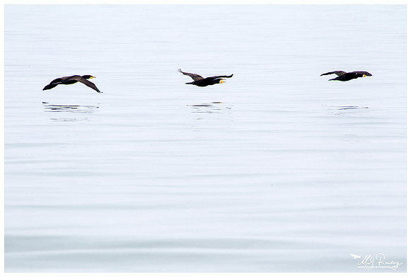 Great Cormorant (Aalscholver) at the island De Kreupel at the lake IJsselmeer