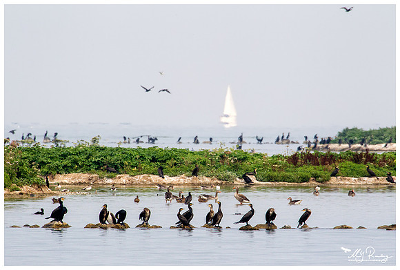 Great Cormorant (Aalscholver) at the island De Kreupel at the lake IJsselmeer