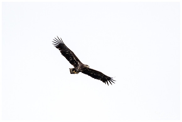 White-tailed Eagle (Zeearend) near Anderslöv and surroundings