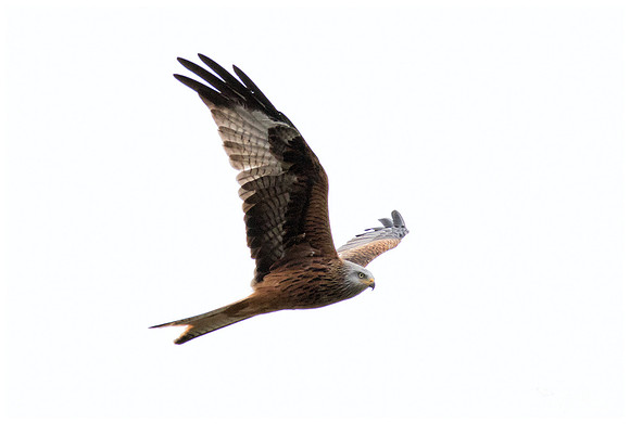 Red Kite (Rode Wouw) near Anderslöv and surroundings