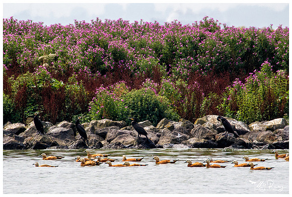 Great Cormorant (Aalscholver) & Ruddy Shelduck (Casarca) at the island De Kreupel at the lake IJsselmeer