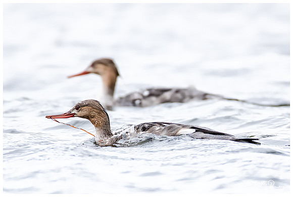 Red-breasted Merganser (Middelste Zaagbek) near Falsterbo