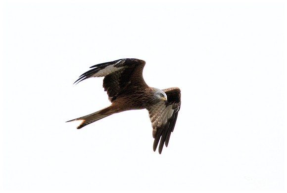 Red Kite (Rode Wouw) near Anderslöv and surroundings