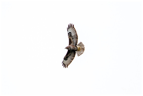 Common Buzzard (Buizerd) near Anderslöv and surroundings