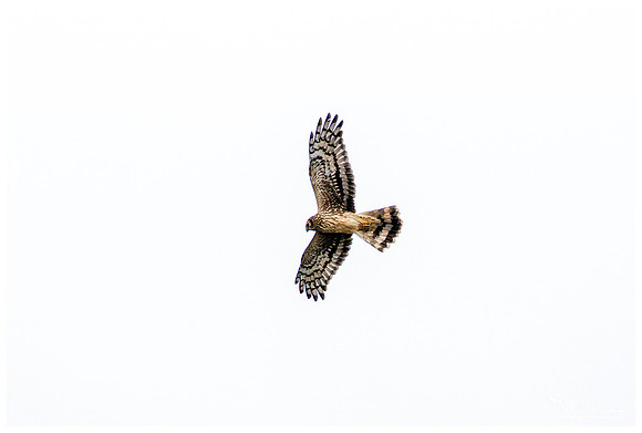 Hen Harrier (Blauwe Kiekendief) near Anderslöv and surroundings