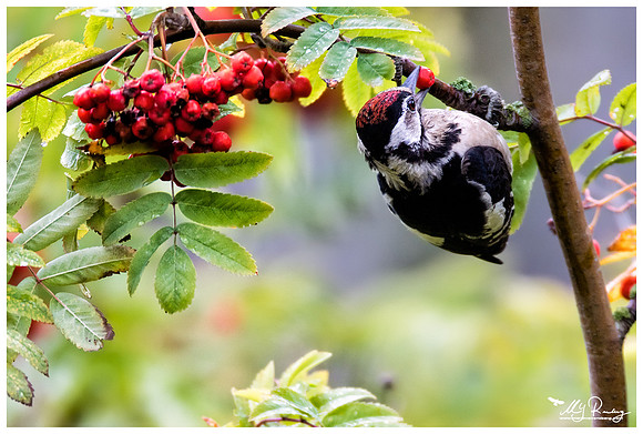 Great Spotted Woodpecker (Grote Bonte Specht) near Falsterbo