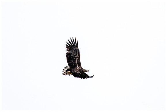 White-tailed Eagle (Zeearend) near Anderslöv and surroundings
