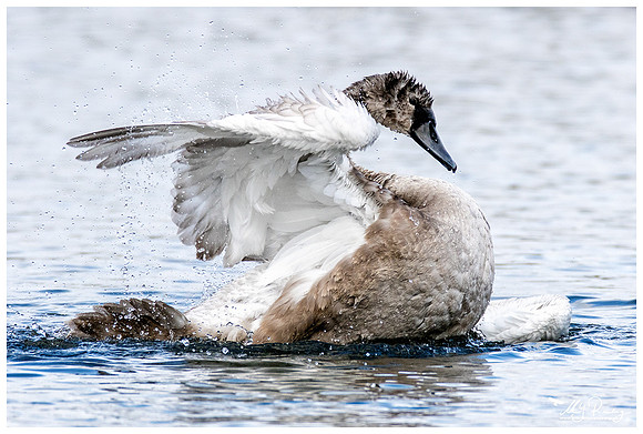 Mute Swan (Knobbelzwaan) near Krankesjön (a lake area in southern Sweden)