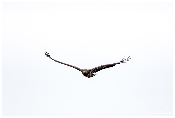 White-tailed Eagle (Zeearend) near Anderslöv and surroundings