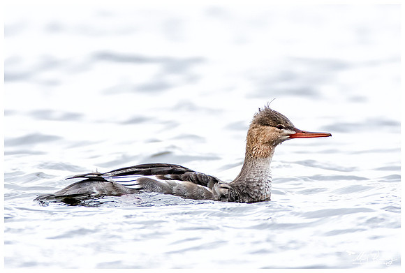 Red-breasted Merganser (Middelste Zaagbek) near Falsterbo