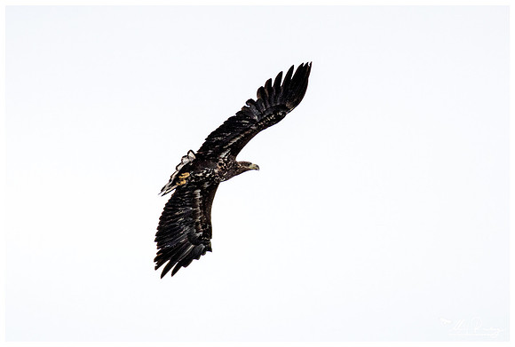 White-tailed Eagle (Zeearend) near Anderslöv and surroundings