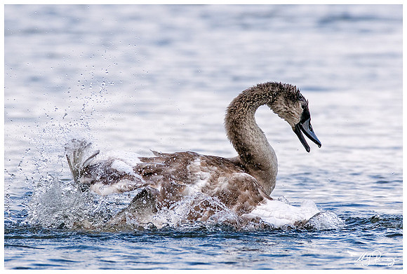 Mute Swan (Knobbelzwaan) near Krankesjön (a lake area in southern Sweden)