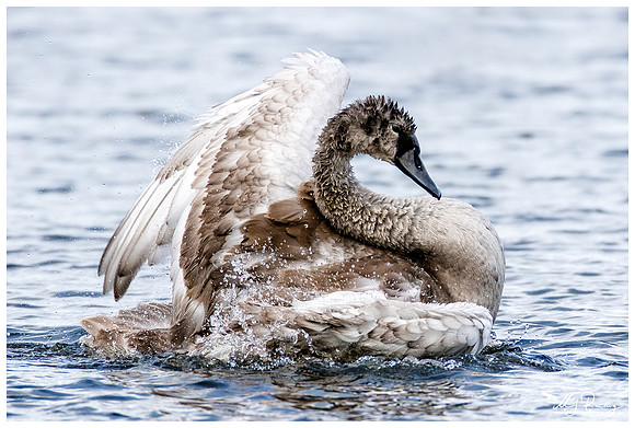 Mute Swan (Knobbelzwaan) near Krankesjön (a lake area in southern Sweden)